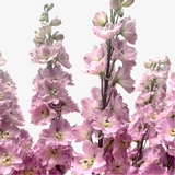 Lilac Delphinium