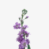 Lavender Matthiola