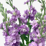 Lavender Matthiola