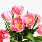 Artemis Double Tulip