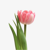 Artemis Double Tulip