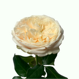Cirro Rose