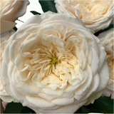 Cirro Rose