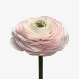 Pirouette Ranunculus