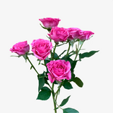 Warhol Pink Spray Rose