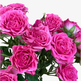 Warhol Pink Spray Rose