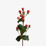 Tango Red Hypericum