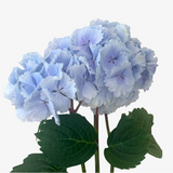 Azura Hydrangea