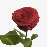 Red Velvet Rose