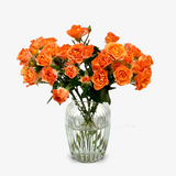 Marmalade Spray Rose