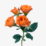 Marmalade Spray Rose