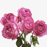 Yves Piaget Scented Rose