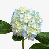 Riviera Hydrangea