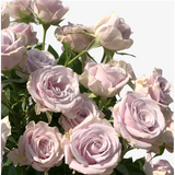 Lilac Voyager Spray Rose
