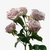 Lilac Voyager Spray Rose
