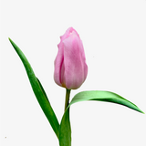 Pink Triumph Tulip