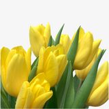 Medallion Tulip