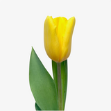 Medallion Tulip