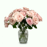 Angelicus Rose