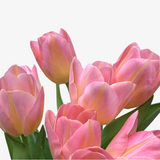 Pink Napoleon Tulip